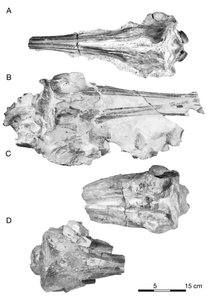 File:Goedertius skulls.png