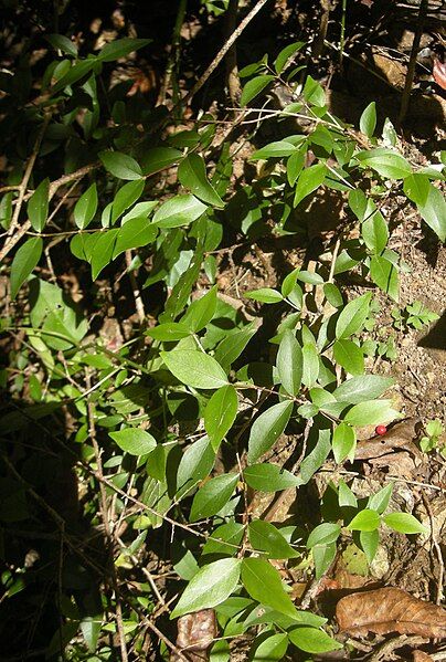 File:Gossia bidwillii seedlings.jpg