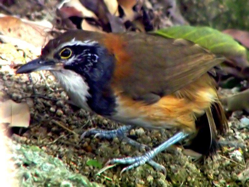 File:Greater Necklaced Laughing-Thrush.jpg