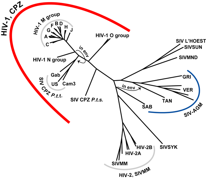 File:HIV-SIV-phylogenetic-tree.png