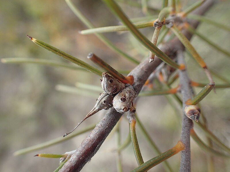 File:Hakea sulcata fruit.jpg