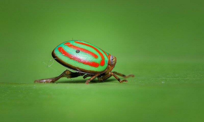 File:Hemisphaerius interclusus.jpg