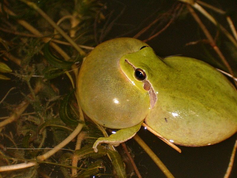 File:Hyla meridionalis 1.jpg