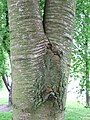 An included bark junction formed in a wild cherry tree (Prunus avium)