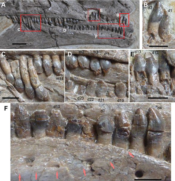 File:Jianchangosaurus teeth.png