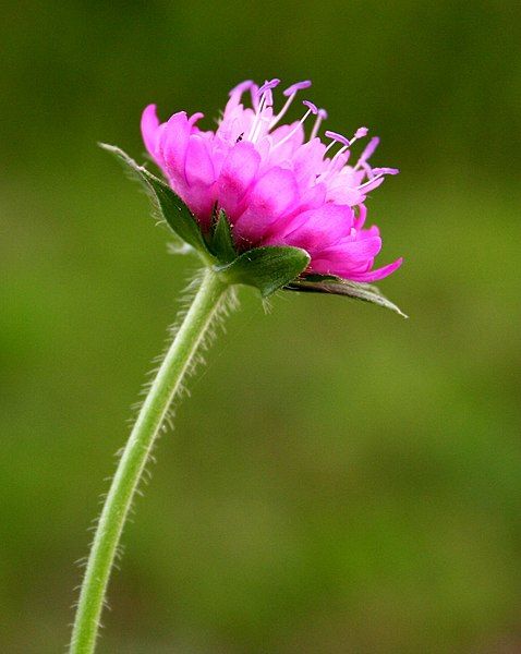 File:Knautia drymeia ENBLA01.jpg