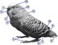 A labeled budgie