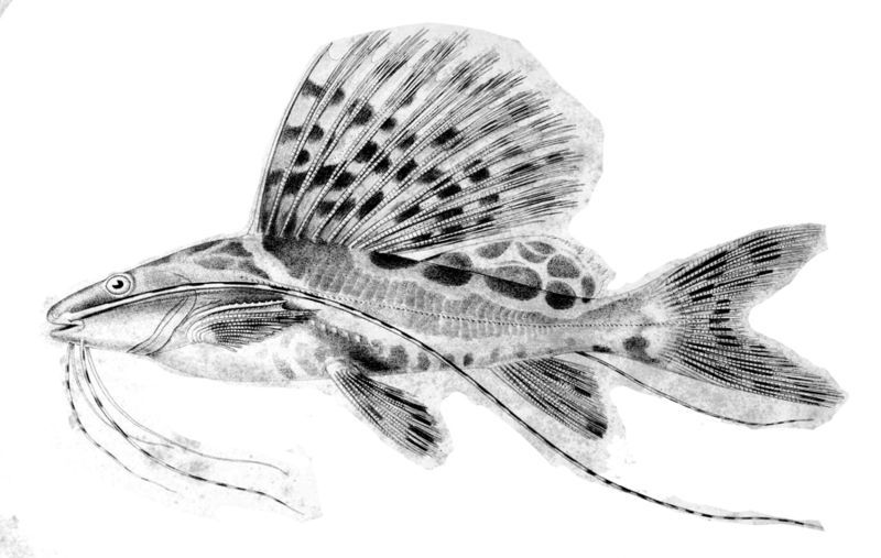 File:Leiarius pictus.jpg