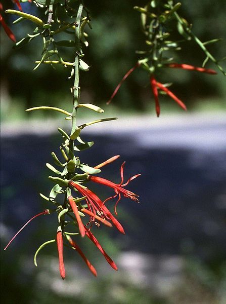 File:Ligaria cuneifolia.jpg