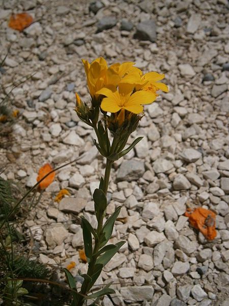 File:Linum flavum 002.jpg