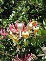 Lonicera caprifolium