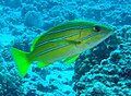 A blue striped snapper, a neon-green fish with four horizontal neon blue stripes running the length of its body.