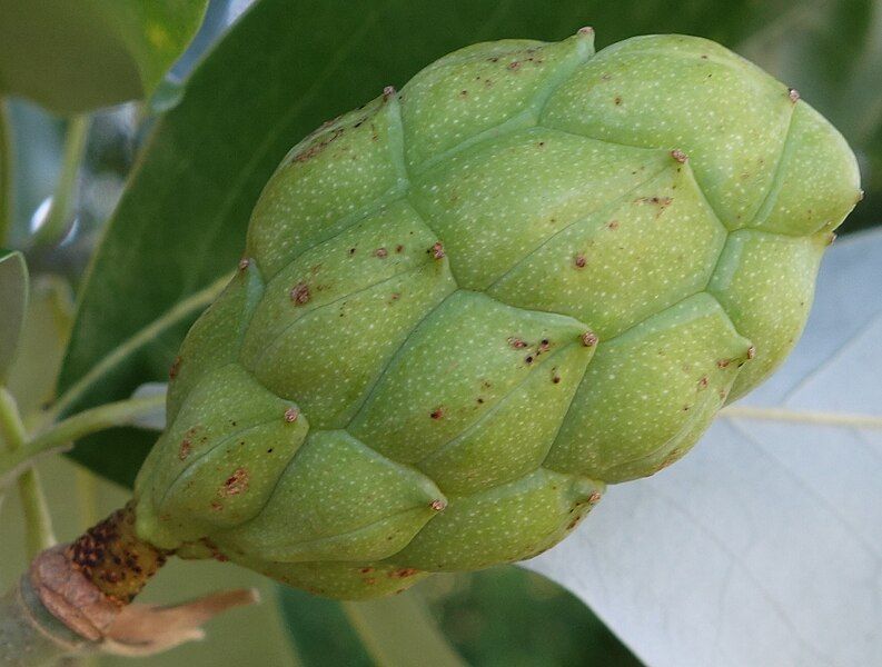 File:Magnolia virginiana fruit.jpg