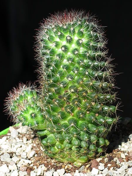 File:Mammillaria zeilmanniana 2.JPG