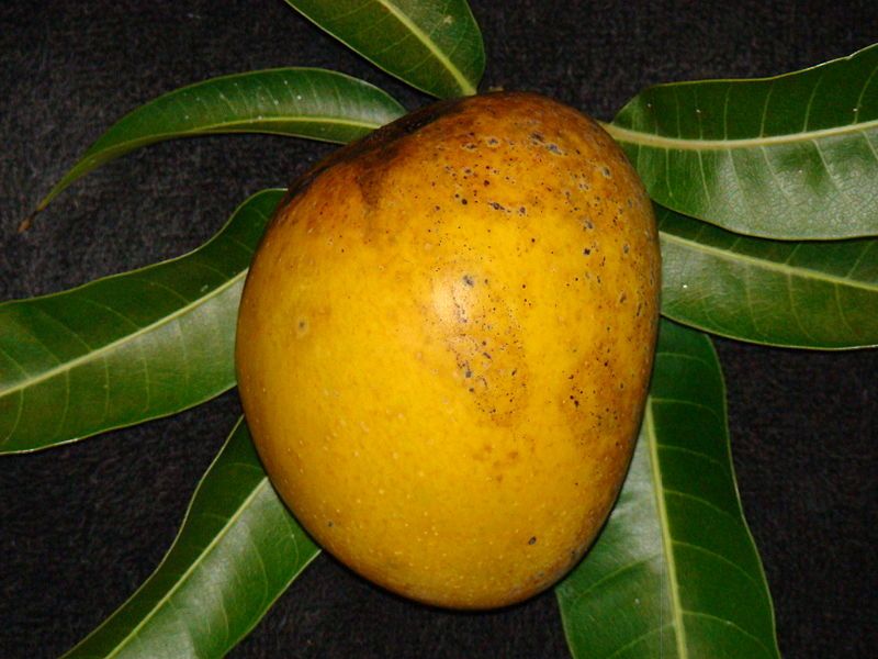 File:MangoAlphonso04 Asit.jpg