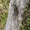 Female in Fukui Prefecture, Japan