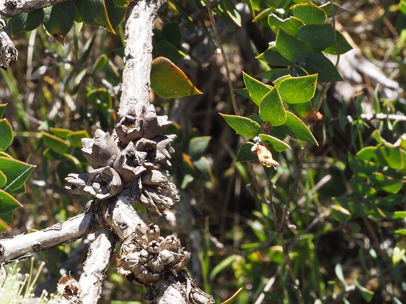 File:Melaleuca spectabilis (fruits).JPG