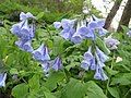 Typical blue-flowered form at the botanical gardens in Berlin, Germany