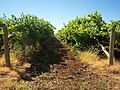 Grape vines, Mildura, Victoria