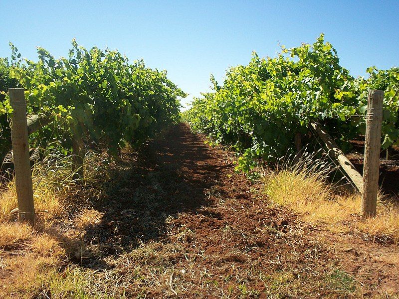 File:Mildura vines.jpg