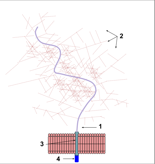 File:Mucin Structure.svg