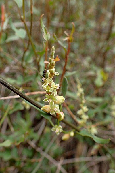 File:Muehlenbeckia ephedroides kz2.jpg