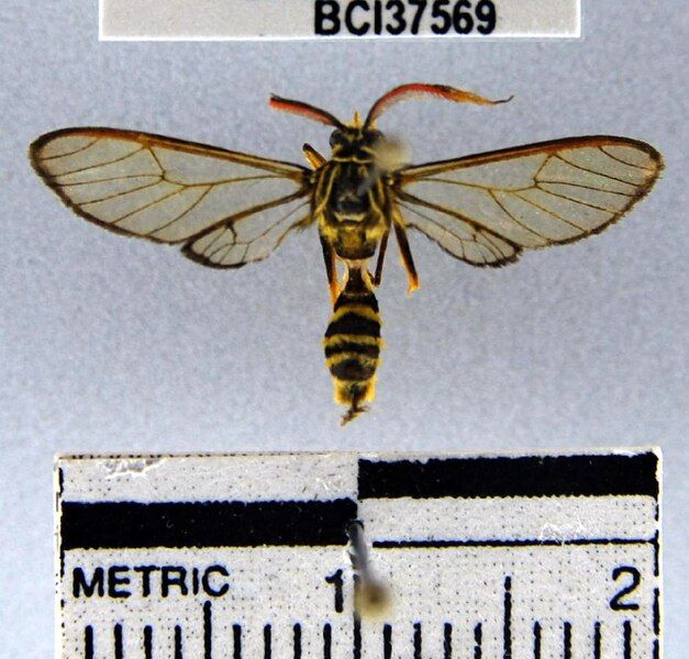 File:Myrmecopsis laticinctus.JPG