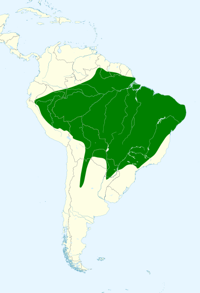 File:Nesotriccus murinus map.svg