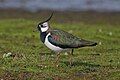 Northern lapwing (Vanellus vanellus)