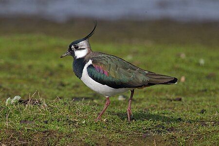 Northern lapwing, by Andreas Trepte