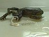 A Bombay night frog museum specimen