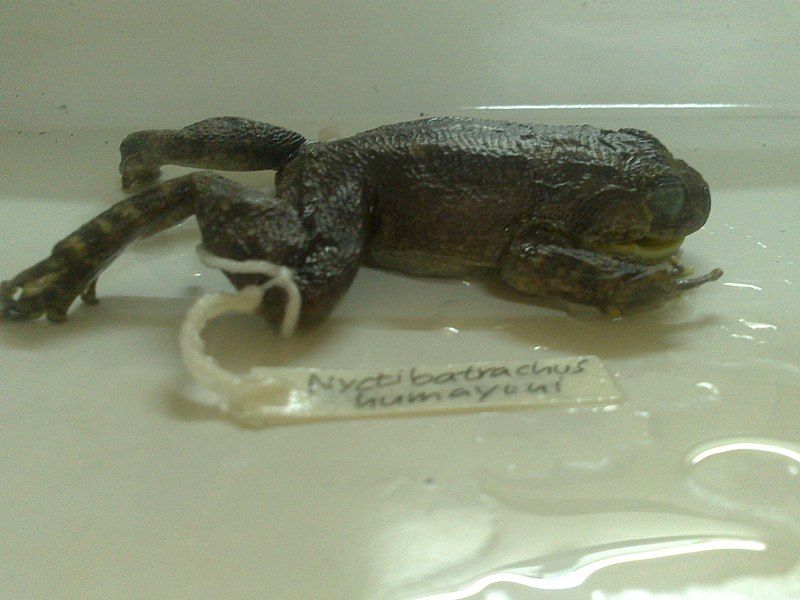 File:Nyctibatrachus humayuni.jpg