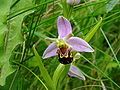 Bee orchid.