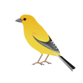 Arabian Golden Sparrow