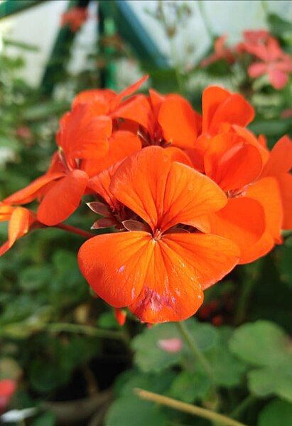 File:Pelargonium inquinans.jpg