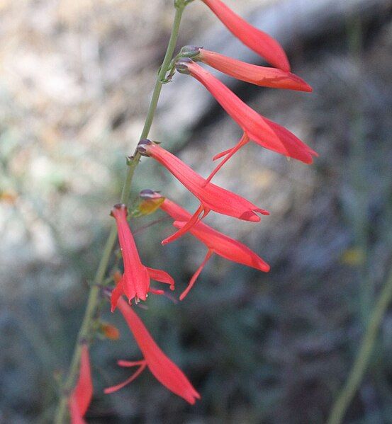 File:Penstemon labrosus 1.jpg