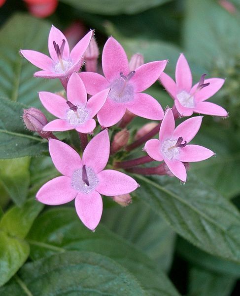 File:Pentas lanceolata2.jpg