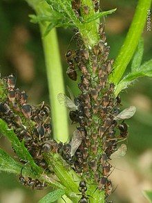 A group of aphids on a plant stem. They have a central dark brown spot near their head, and the rest of their bodies are light brown.