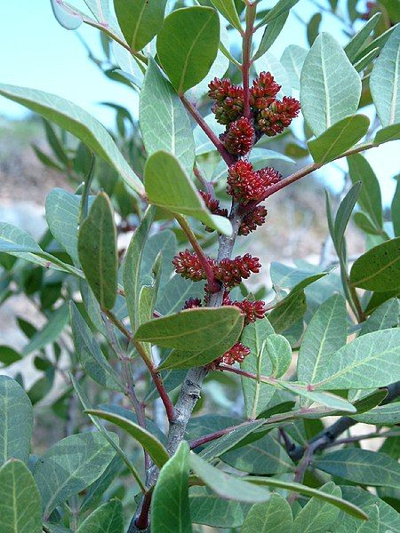 File:Pistacia lentiscus.jpg