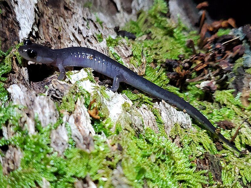 File:Plethodon metcalfi 145749131.jpg