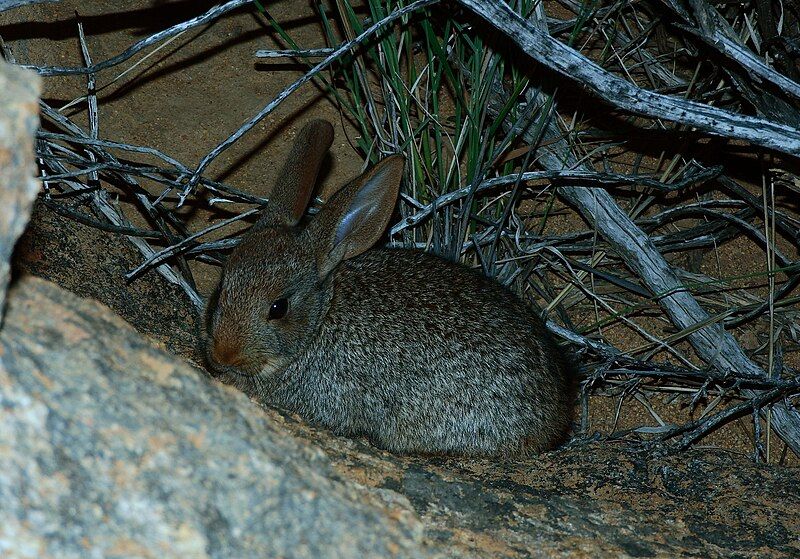 File:Pronolagus rupestris 102739992.jpg