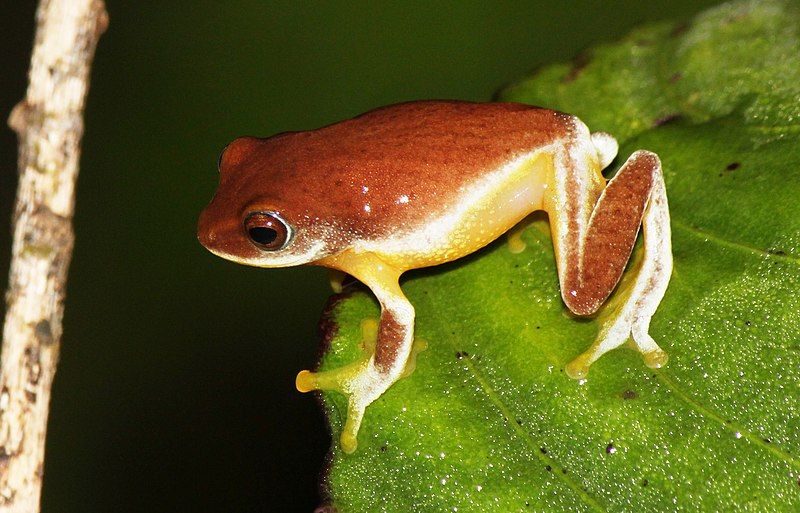 File:Pseudophilautus asankai.JPG