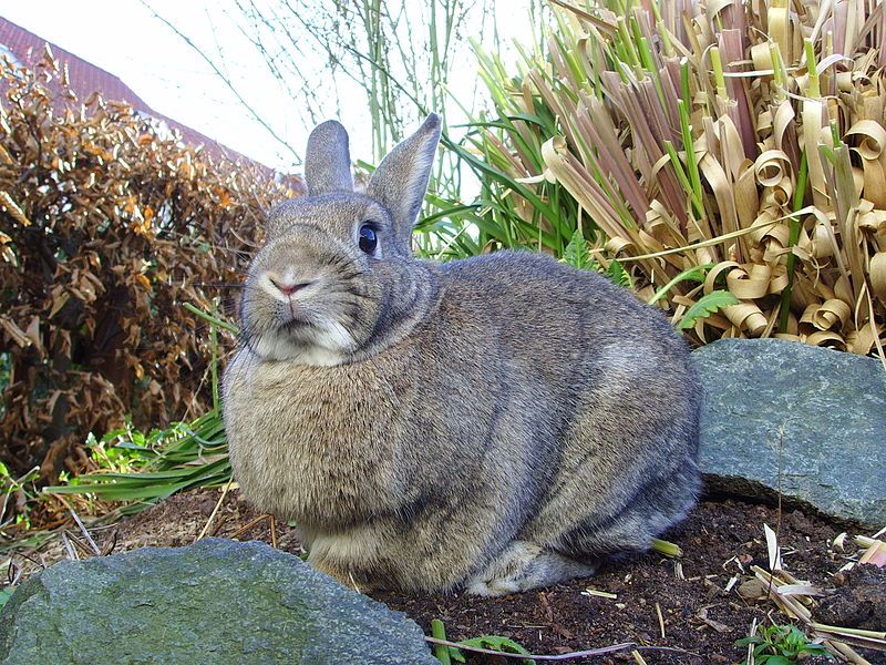 File:Rabbit (agouti) 02.jpg