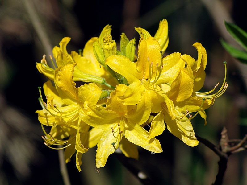 File:Rhododendron luteum (flower2).jpg