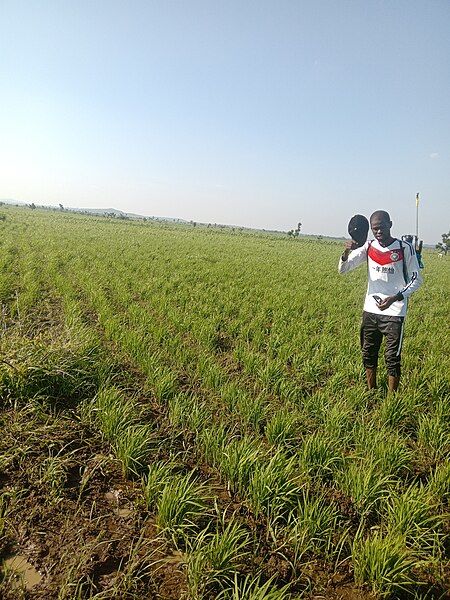 File:Rice farm 2022.jpg