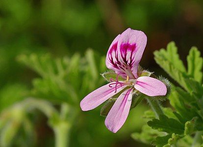 Pelargonium graveolens, by Laitche