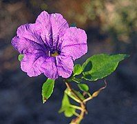 A flower of subsp. peninsularis