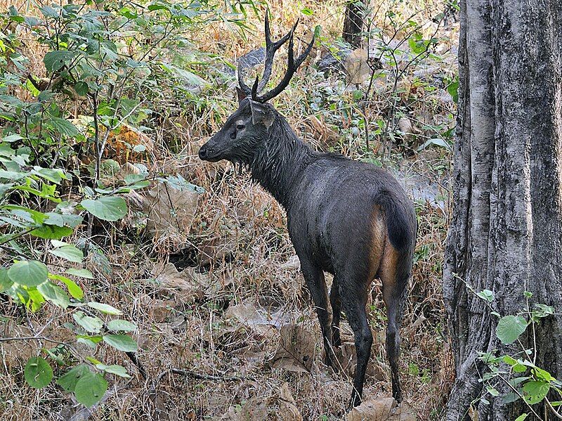 File:Sambhar deer.jpg