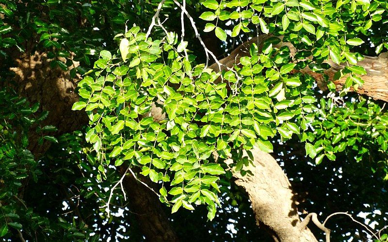 File:Sclerocarya birrea leaves.jpg