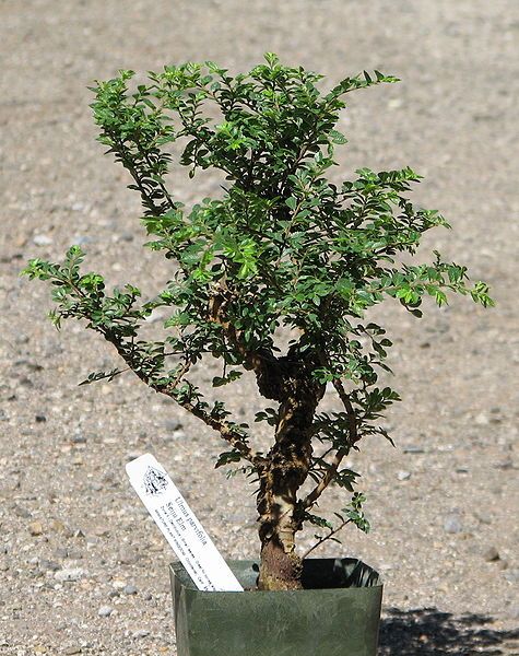 File:Seiju elm pre-bonsai.jpg